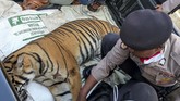 HARIMAU SUMATERA MATI DIRACUN Polisi memeriksa bangkai harimau Sumatera (Panthera tigris sumatrae) yang ditemukan mati di kawasan perkebunan masyarakat di Kecamatan Trumon, Kabupaten Aceh Selatan, Aceh, Senin (29/6/2020). Harimau Sumatera tersebut diduga mati akibat diracun. ANTARA FOTO/Hafizdhah/Lmo/pras.