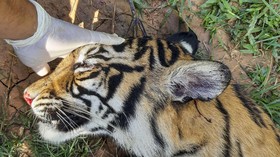FOTO: Harimau Sumatera Mati Diduga Diracun