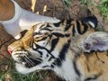 FOTO: Harimau Sumatera Mati Diduga Diracun