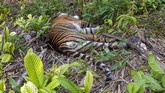 HARIMAU SUMATERA MATI DIRACUN Kondisi bangkai harimau Sumatera (Panthera tigris sumatrae) yang ditemukan mati di kawasan perkebunan masyarakat di Kecamatan Trumon, Kabupaten Aceh Selatan, Aceh, Senin (29/6/2020). Harimau Sumatera tersebut diduga mati akibat diracun. ANTARA FOTO/Hafizdhah/Lmo/pras.