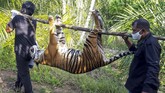 HARIMAU SUMATERA MATI DIRACUN Petugas menggotong bangkai harimau Sumatera (Panthera tigris sumatrae) yang ditemukan mati di kawasan perkebunan masyarakat di Kecamatan Trumon, Kabupaten Aceh Selatan, Aceh, Senin (29/6/2020). Harimau Sumatera tersebut diduga mati akibat diracun. ANTARA FOTO/Hafizdhah/Lmo/pras.