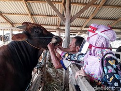 Dampak Corona, Penjual Hewan Kurban di Pinrang Sepi Pembeli