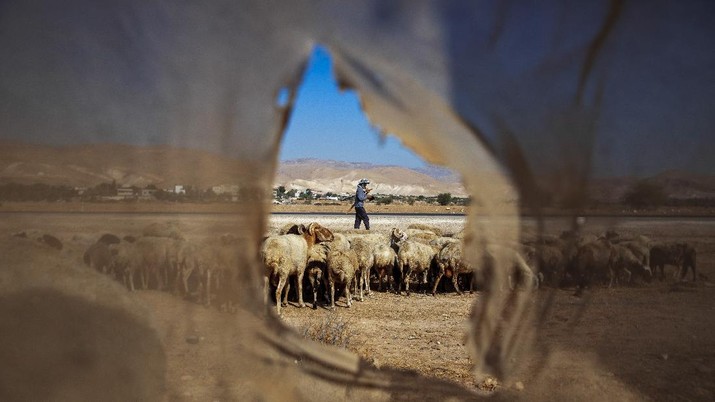 Pencaplokan Tepi Barat Israel-Palestina A Palestinian shepherd herds his flock next to the West Bank village of Al Fasayil, in the Jordan Valley, Tuesday, June 30, 2020. Israeli Prime Minister Benjamin Netanyahu appears determined to carry out his pledge to begin annexing parts of the occupied West Bank, possibly as soon as Wednesday. (AP Photo/Oded Balilty)