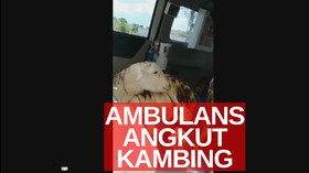 VIDEO: Ambulans Desa Dipakai Angkut Kambing