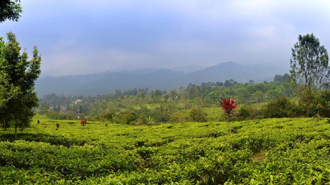 Gunung Mas Tea and Coffee Plantation on a sunny day on Java, Indonesia