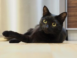12 Ciri-ciri Kucing Pembawa Rezeki dan Jenisnya yang Membawa Keberuntungan