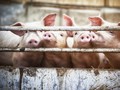 Malaysia Bakal Musnahkan 3.000 Babi Akibat Wabah Flu Afrika