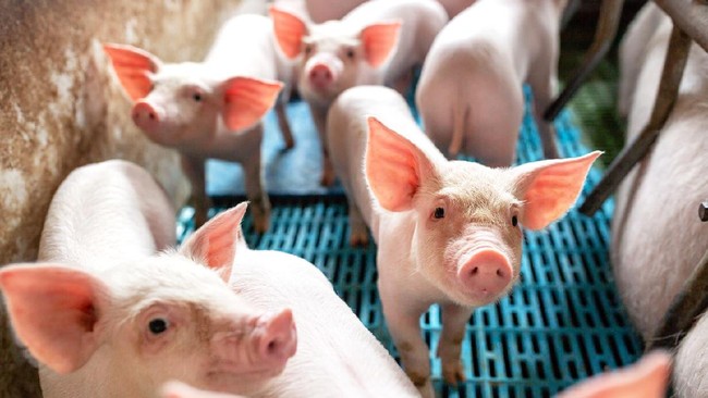 Krisis energi di Jerman tidak hanya berdampak ke manusia dan perekonomian, tapi juga terhadap babi.
