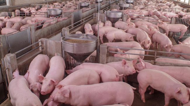 Harga daging babi di China terus turun. Bahkan, saat perayaan imlek yang menyediakan babi sebagai makanan utama, harganya tetap merosot.