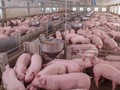 Virus Flu Babi, Kementan Klaim Perketat Lalu Lintas Hewan