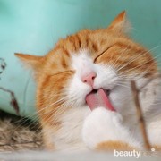 Benarkah Jerawat Bisa Musnah dengan Air Liur Kucing?