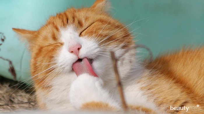 Benarkah Jerawat Bisa Musnah dengan Air Liur Kucing?