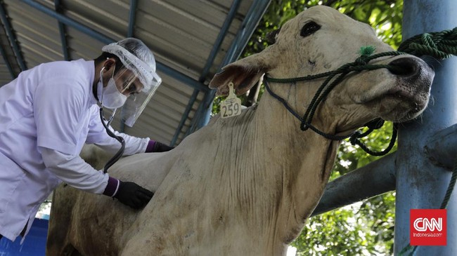 Petugas melakukan simulasi pemotongan hewan kurban. Jakarta, Rabu, 1 Juli 2020. Dinas Ketahanan Pangan Kelautan dan Pertanian Pemprov DKI Jakarta melakukan simulasi yang akan menjadi panduan menyembelih hewan qurban selama masa pandemi corona. CNN Indonesia/Adhi Wicaksono
