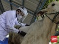 Masjid Istiqlal Tetap Potong Hewan Kurban Saat Iduladha