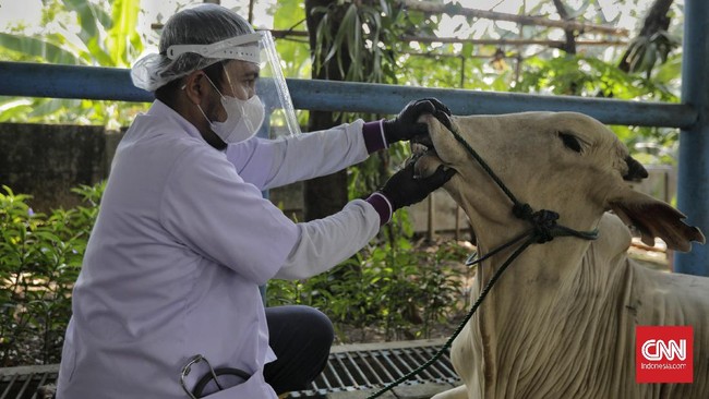 FOTO: Panduan Penyembelihan Hewan Kurban di Masa Pandemi