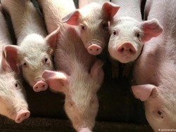 10 Persen Peternak Babi di China Telah Terinfeksi Virus Flu Babi G4