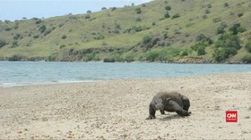 VIDEO: Dua Pulau di TN Komodo Jadi Lokasi Wisata Eksklusif