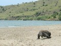 VIDEO: Dua Pulau di TN Komodo Jadi Lokasi Wisata Eksklusif