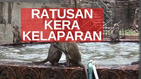 VIDEO: Kera-Kera Kelaparan Dampak Pandemi Covid-19