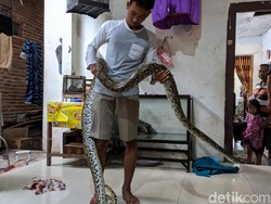 Ular Sanca Pemangsa Ternak Warga Mojokerto Ditangkap Bapak dan Anak
