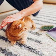 Penyebab Bulu Kucing Rontok, Yuk Ketahui!