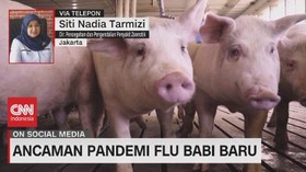 VIDEO: Ancaman Pandemi Flu Babi Baru