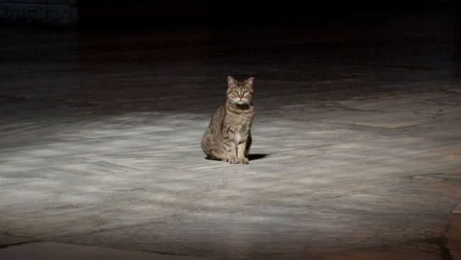 Gli The Hagia Sophia Cat