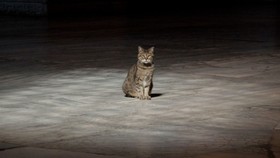 Berkenalan dengan Gli, Kucing Gembul Penghuni Hagia Sophia