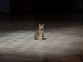 Berkenalan dengan Gli, Kucing Gembul Penghuni Hagia Sophia