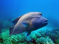 Ikan Napoleon, Raksasa Penjaga Terumbu Karang Muncul di Riau