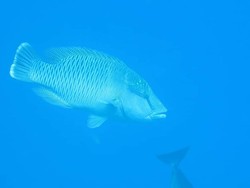 Mengenal Ikan Napoleon yang Hampir Punah: Karakteristik dan Habitatnya