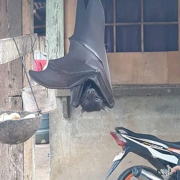 Viral Kelelawar Seukuran Manusia, Netizen: Batman Lagi Mantau