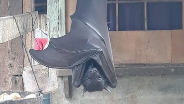 Viral Kelelawar Seukuran Manusia, Netizen: Batman Lagi Mantau