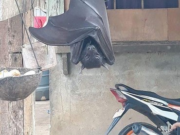 Viral Kelelawar Seukuran Manusia, Netizen: Batman Lagi Mantau
