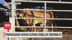 VIDEO: Pemingsanan Hewan Qurban Sebelum Disembelih