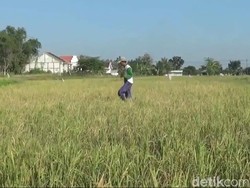 Tikus Bikin Gagal Panen, Petani Lamongan Rugi Jutaan Rupiah