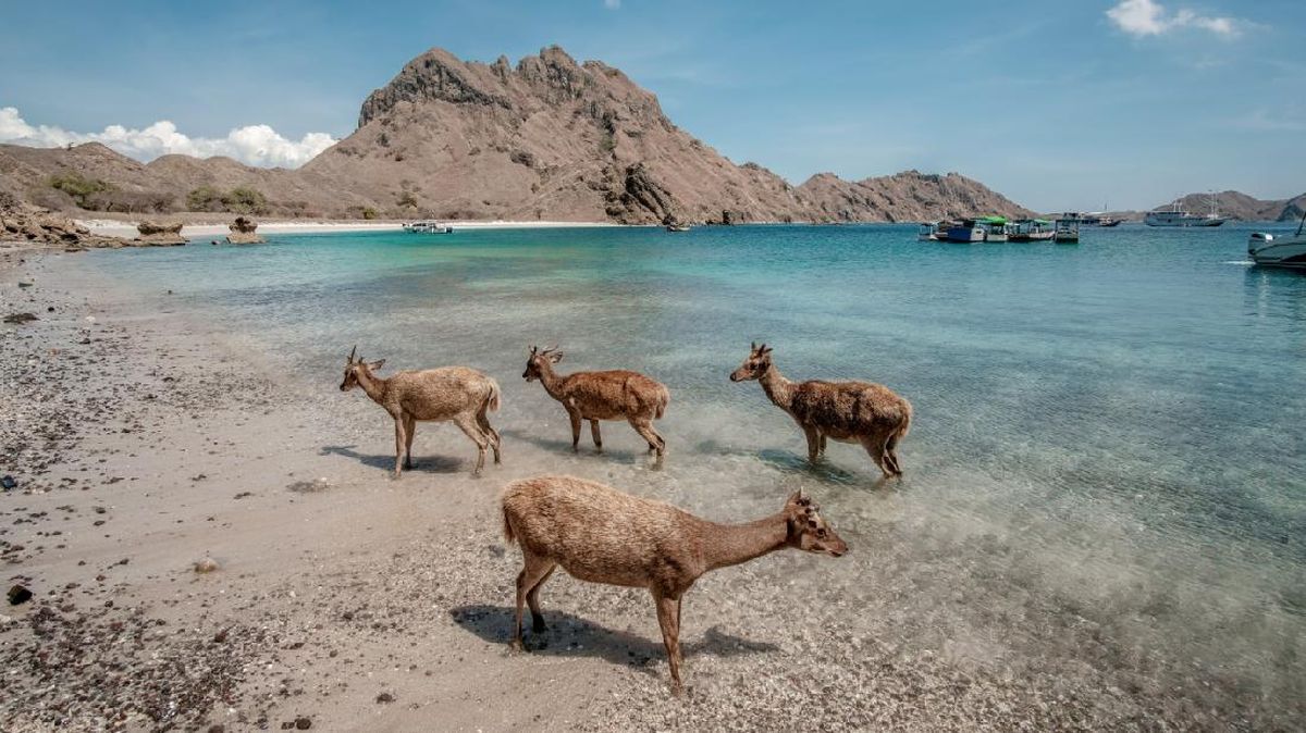 TN Komodo Buka Lagi Hari Ini, Turis Wajib Beli Tiket di Aplikasi SiOra