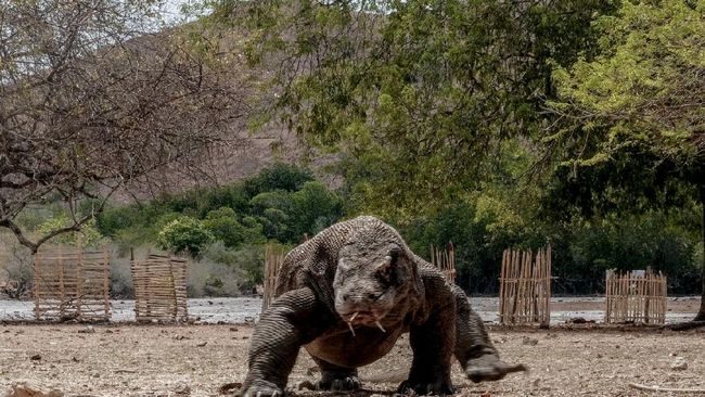 Deretan Film  Hollywood yang Menampilkan Komodo