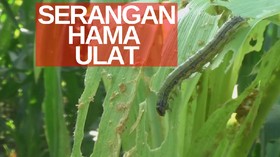 VIDEO: Ribuan Ulat Serbu Tanaman Jagung, Petani Resah