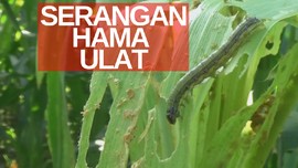 VIDEO: Ribuan Ulat Serbu Tanaman Jagung, Petani Resah