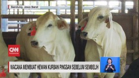 VIDEO: Wacana Membuat Hewan Kurban Pingsan Sebelum Sembelih