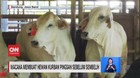 VIDEO: Wacana Membuat Hewan Kurban Pingsan Sebelum Sembelih