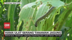 VIDEO: Ribuan Ulat Serang Tanaman Jagung di Ponorogo