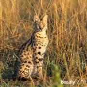 Ini 5 Kucing Termahal di Dunia, Tertarik untuk Membelinya?