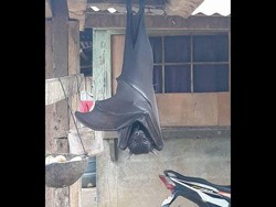 Ini Kelelawar Raksasa Seukuran Manusia yang Viral di Filipina