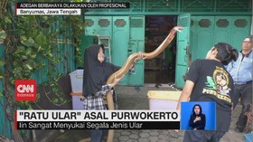 VIDEO: Mengenal IIn Ayu, Ratu Ular King Cobra Asal Purwokerto