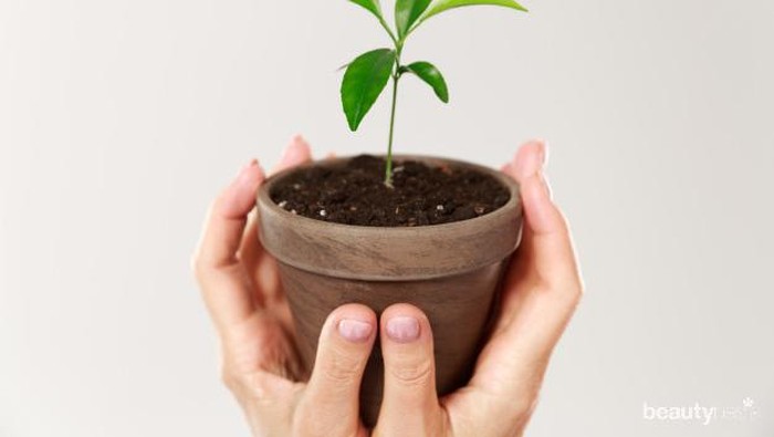 Tips Bercocok Tanam untuk Kamu Pemula