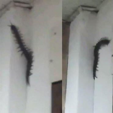 Viral Penampakan Kelabang Raksasa hingga Heboh Foto Andy Lau Diedit