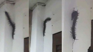 img-title Viral Penampakan Kelabang Raksasa hingga Heboh Foto Andy Lau Diedit