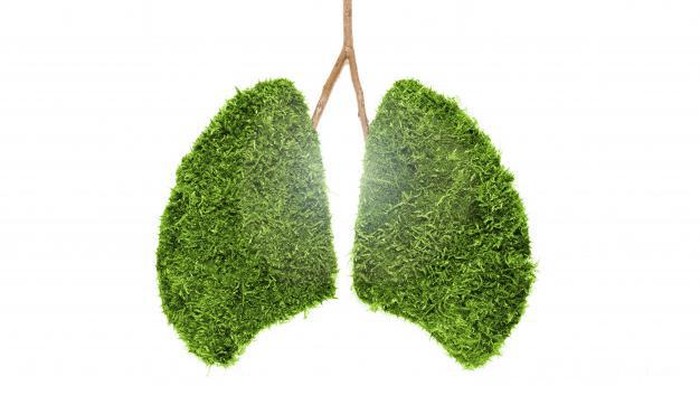 5 Makanan yang Bisa Bersihkan Paru-paru, Jadi Lebih Sehat Yuk!